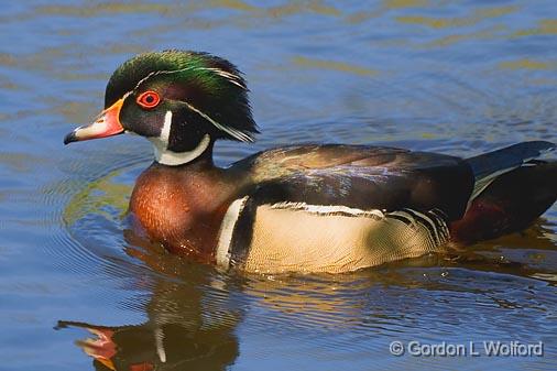 Wood Duck_48629.jpg - Wood Duck (Aix sponsa)Photographed in Ottawa, Ontario - the Capital of Canada.